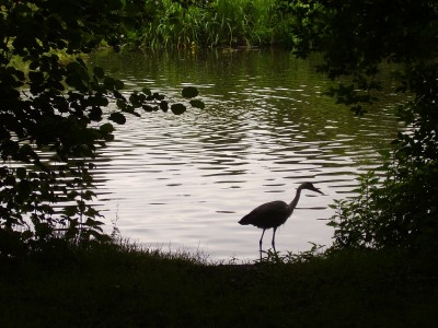 Sara Naumann Vondelpark heron