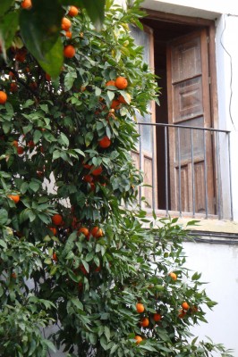 Sara Naumann blog photo friday orange tree