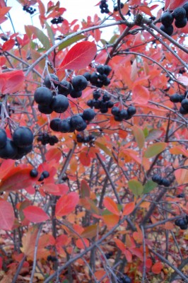 Sara Naumann blog Red Leaves Stockhom Photo Friday