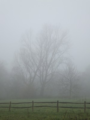 Sara Naumann blog photo Friday misty tree