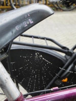 Sara Naumann blog photo friday bicycle spiderweb