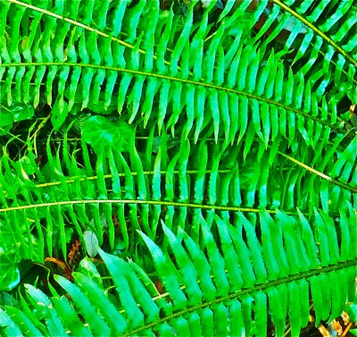 Sara Naumann blog Photo Friday fern
