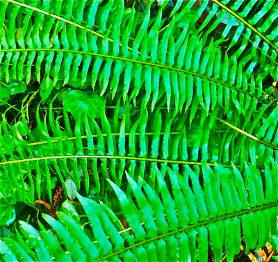 Sara Naumann blog Photo Friday fern