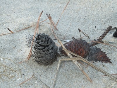 Sara Naumann blog Virginia Beach Pine Cones Art & Soul