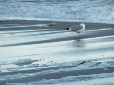 Sara Naumann blog photo friday beach