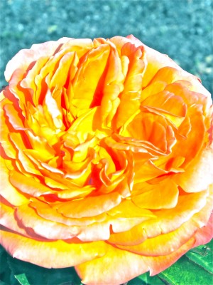 Sara Naumann blog PHoto Friday flower 