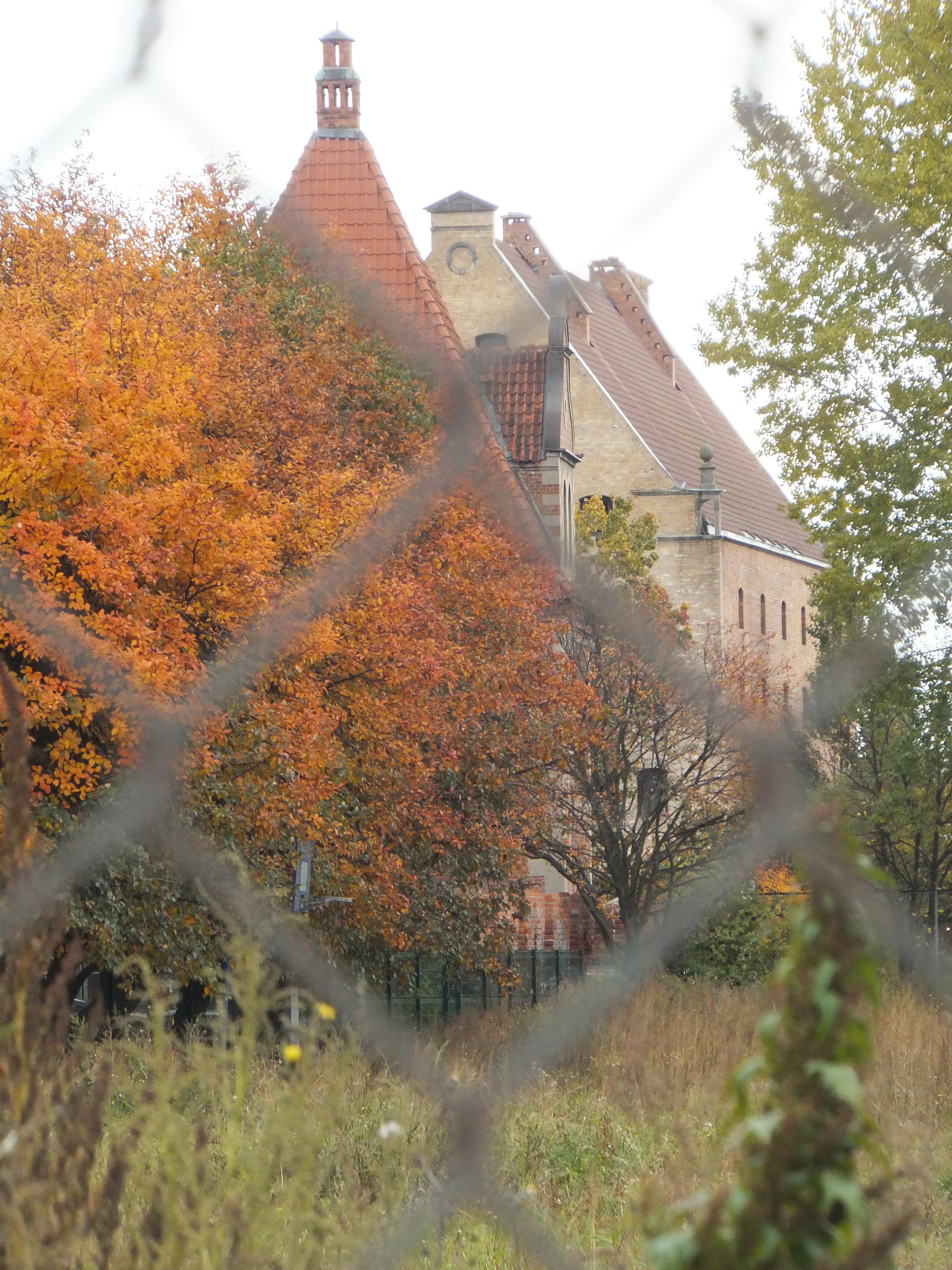 Photo Friday: Autumn Leaves