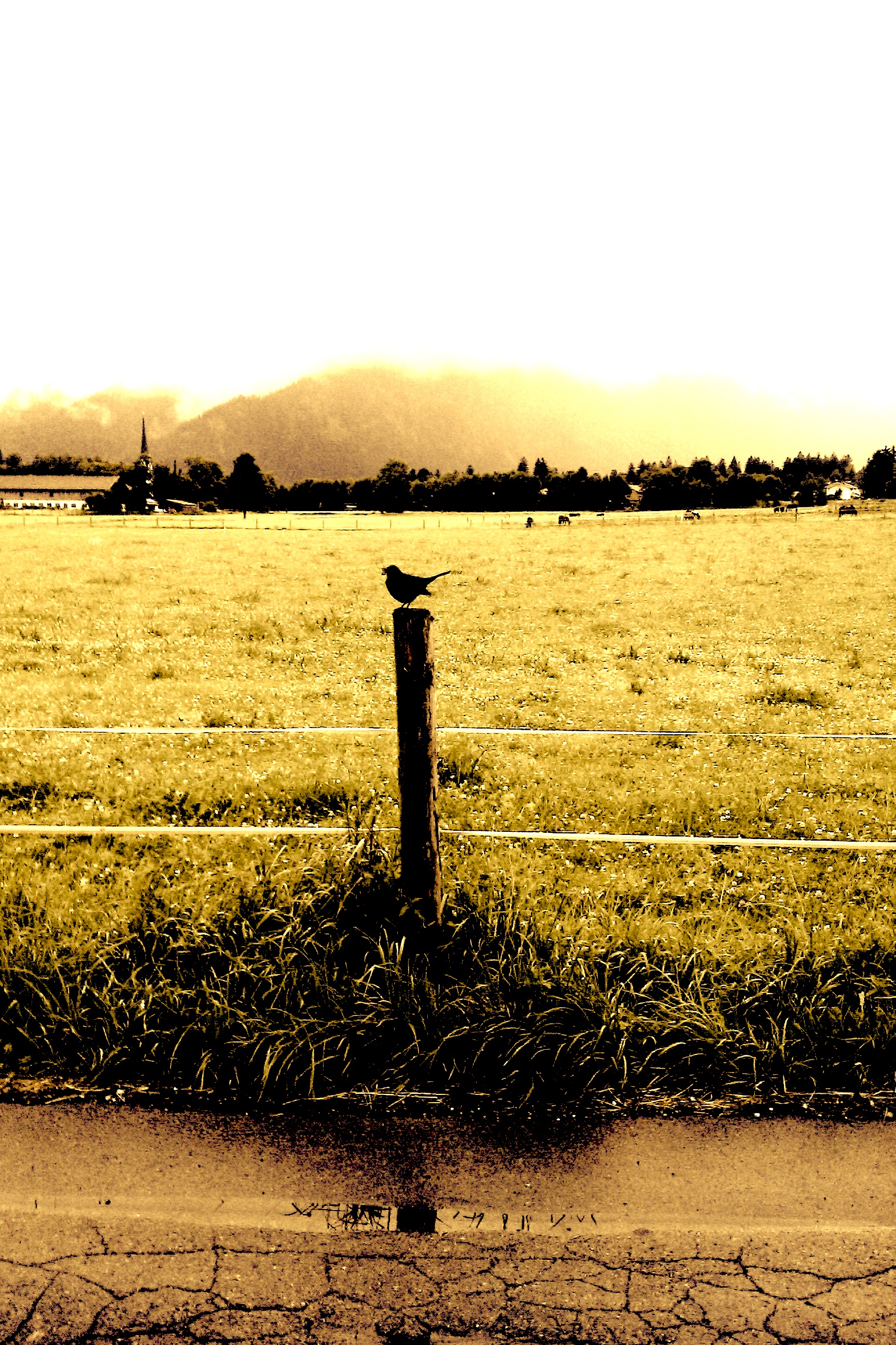Photo Friday: Bird on a Wire