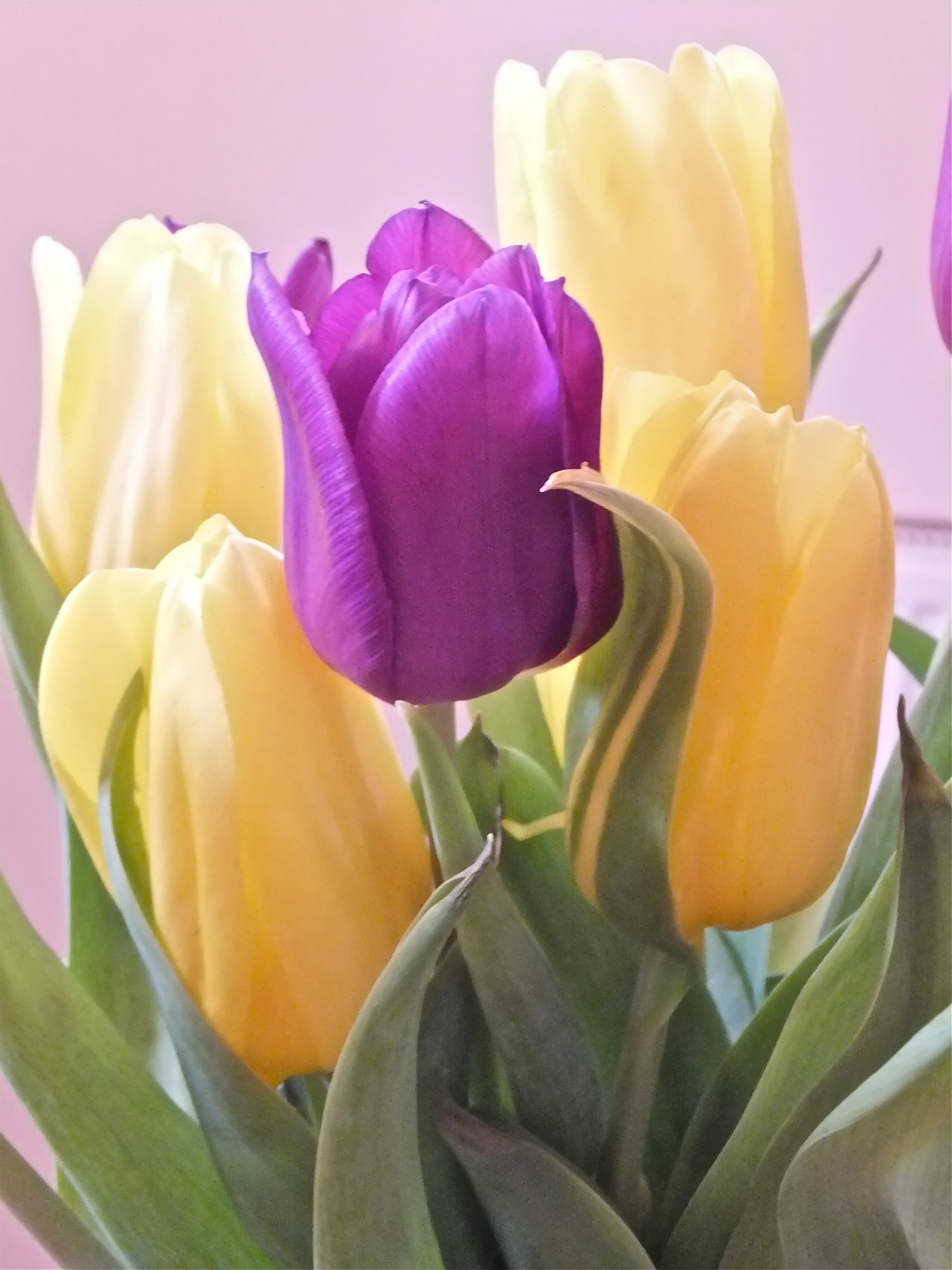 Photo Friday: Tulips