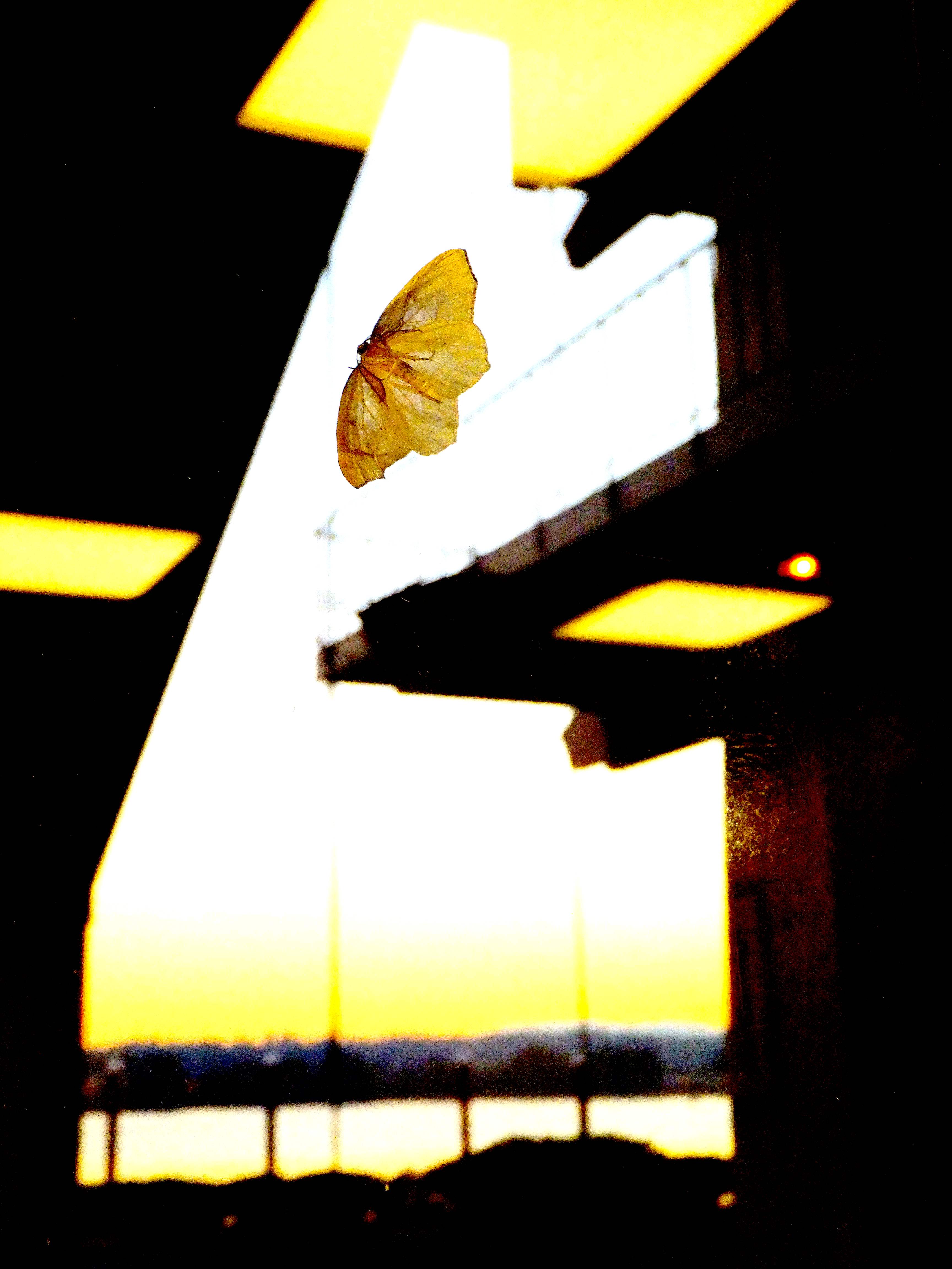 Photo Friday: Moth