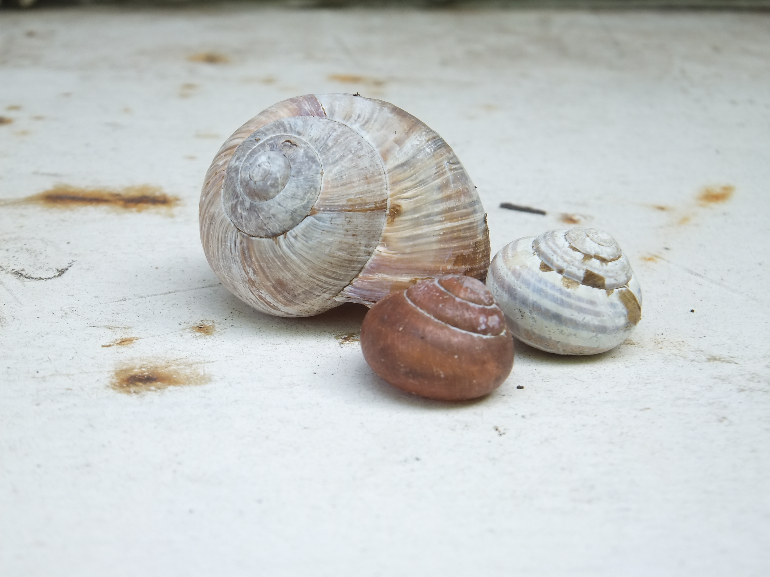 Photo Friday: Snails in My Garden