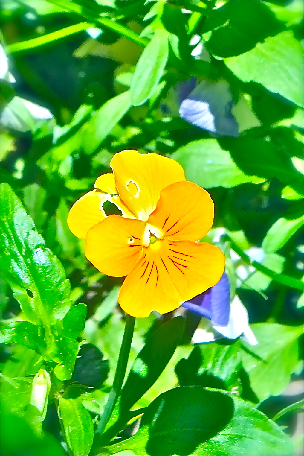 Photo Friday: Little Yellow Flower