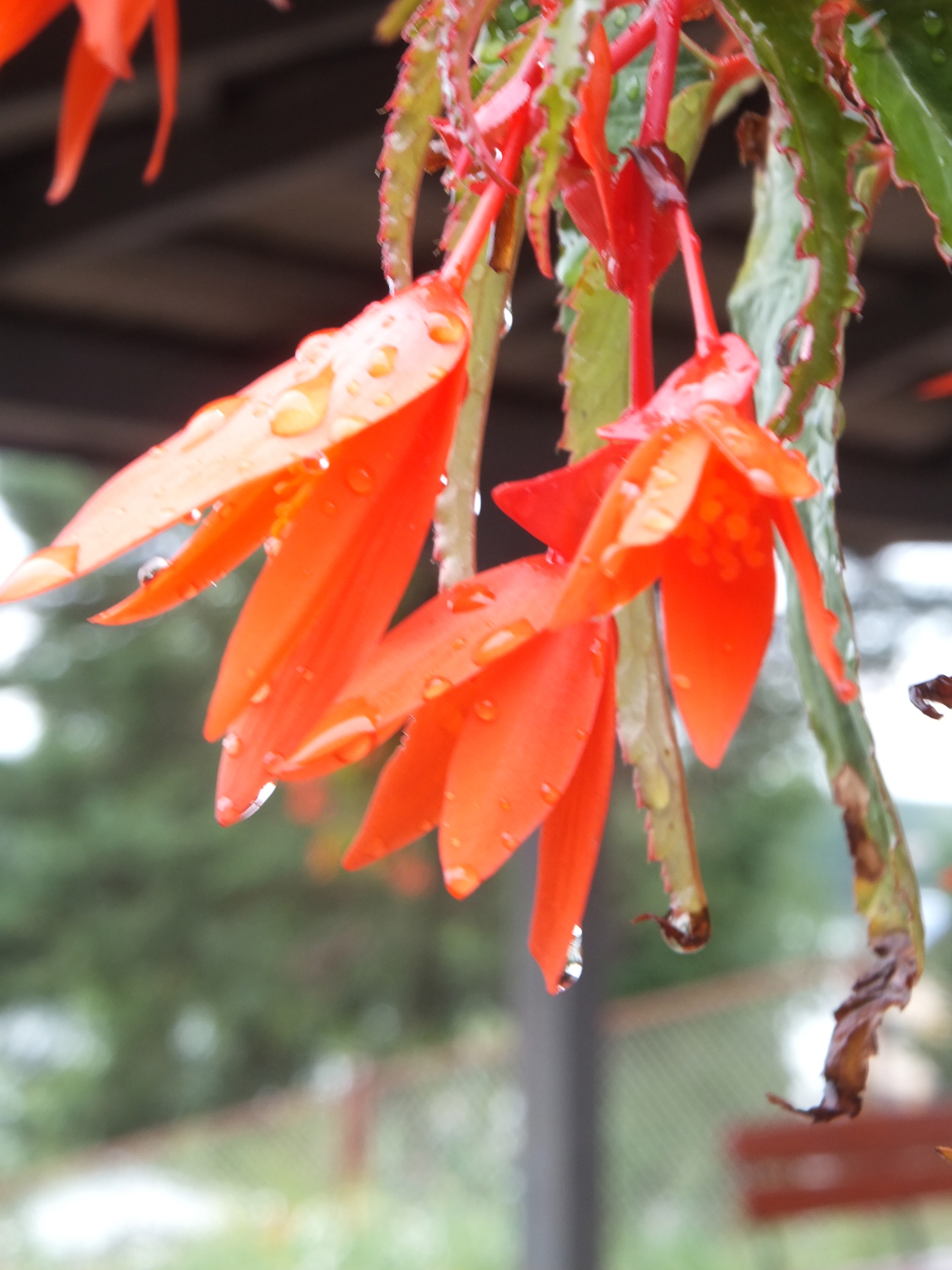 Photo Friday: Flowers