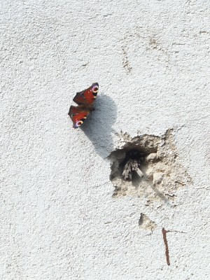 sara naumann blog butterfly on a wall