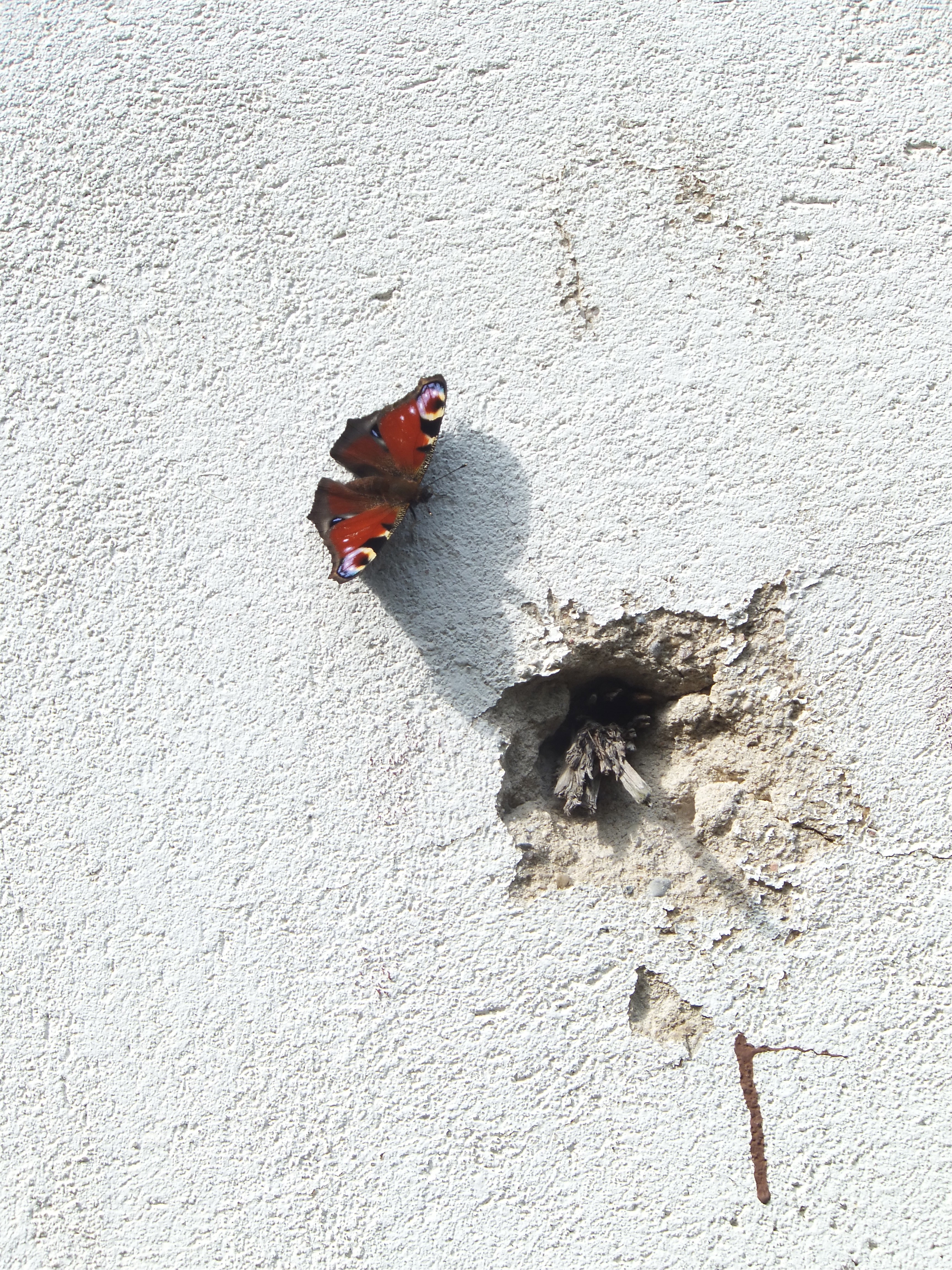 Photo Friday: Butterfly on a Wall