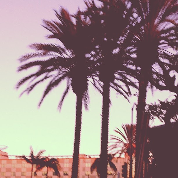 Photo Friday: Vintage Palm Trees